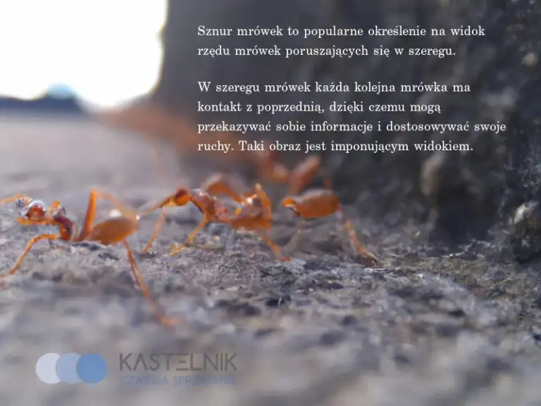Sznur mrówek to często imponujący widok. W szeregu mrówek każda kolejna mrówka ma kontakt z poprzednią, dzięki czemu mogą przekazywać sobie informacje i dostosowywać swoje ruchy. Sznur mrówek